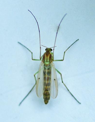 Chironomus sp.